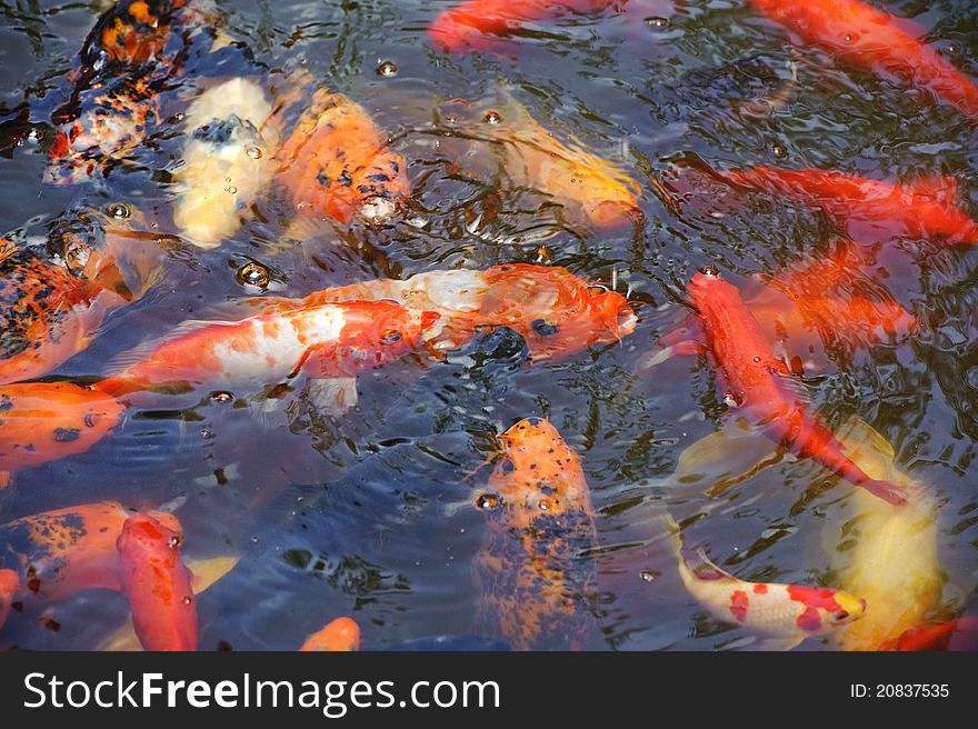 Beautiful golden koi fish in the fish ponds