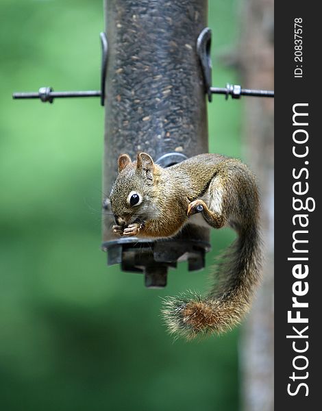 A cute little squirrel hogging the bird feeder. A cute little squirrel hogging the bird feeder