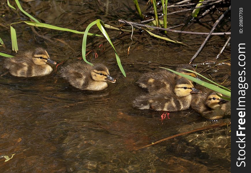 A group of ducklings swimming.