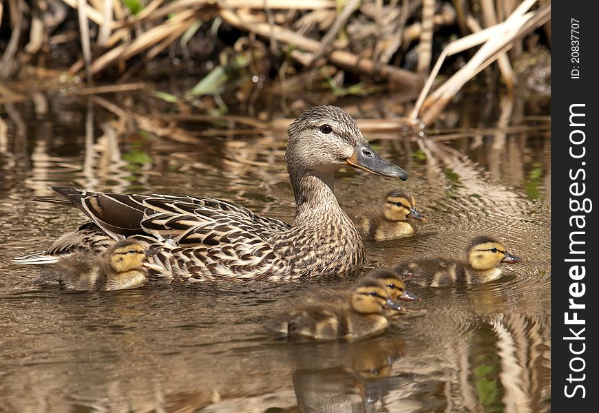 A family of Mallard ducks swimming together. A family of Mallard ducks swimming together.