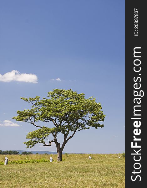 Single Tree in Field