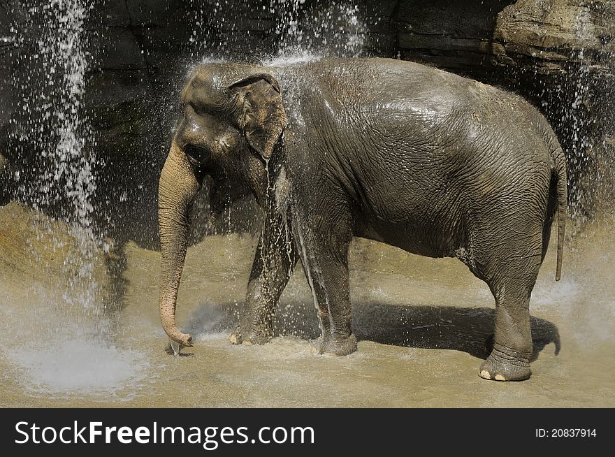 Asian elephants are found in forests and grasslands of India, Burma, Sri Lanka, Southeast Asia, & Indonesia.