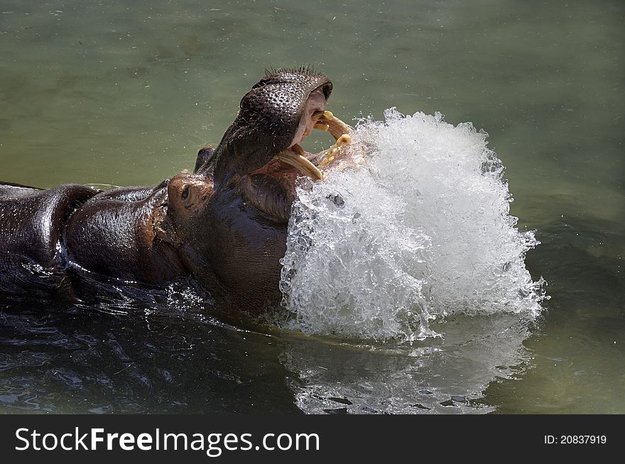 Hippopotamus can live in the water or on land. Their specific gravity allows them to sink & walk or run along the bottom of a river.