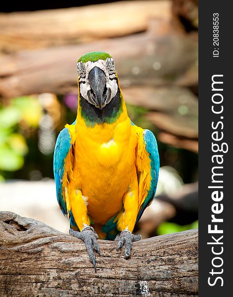 Colorful macaw sitting in a tree