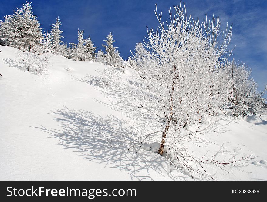 Winter on a hillside in a landscape with white birches.