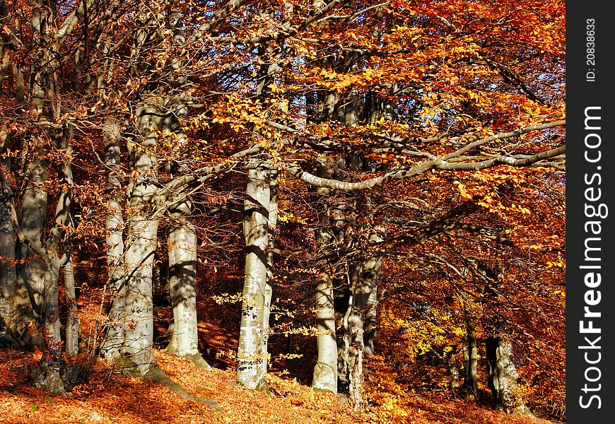Autumn on a hillside in a landscape with beechen wood