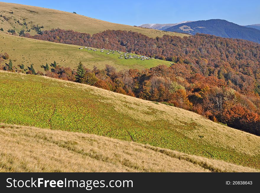 Autumn on a hillside in a landscape with beechen wood.