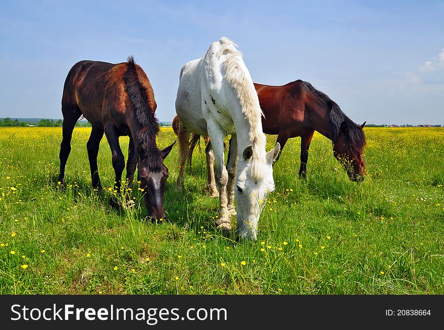 Horses On A Summer Pasture