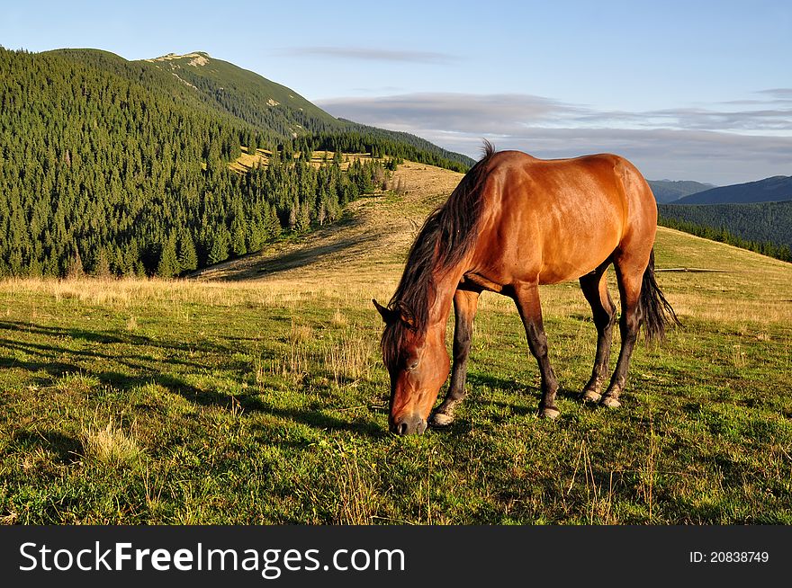 Horse on a summer mountain pasture