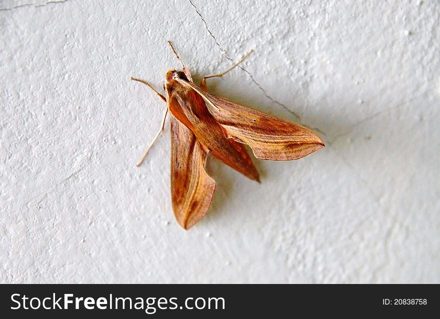 A Moth