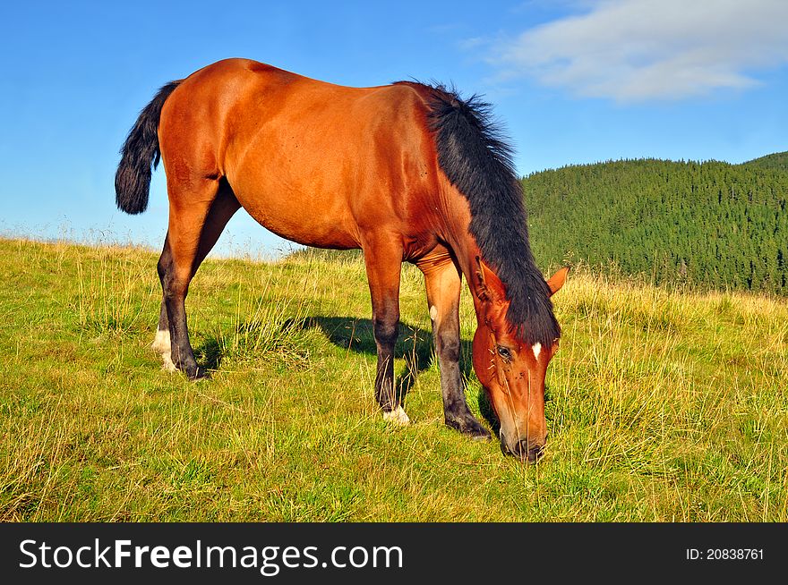 Horse on a summer mountain pasture