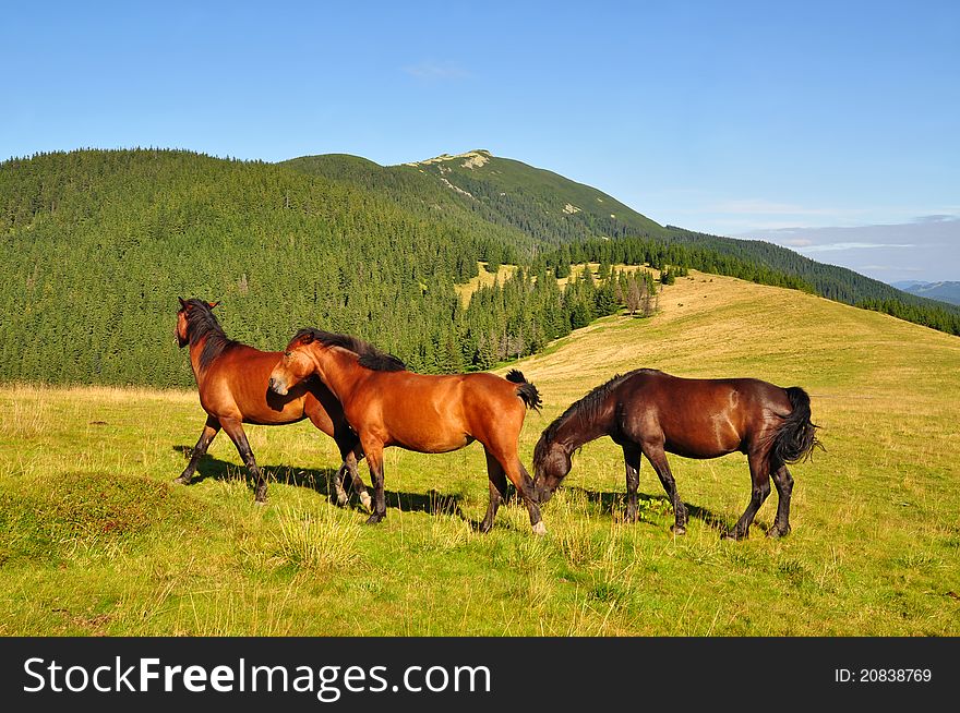 A horses on a summer mountain pasture in a rural landscape