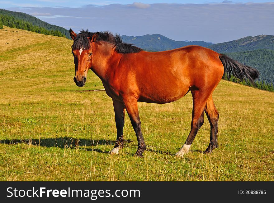 Horse On A Summer Mountain Pasture