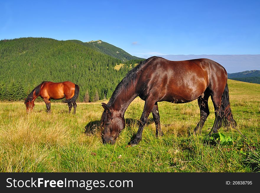 A horses on a summer mountain pasture in a rural landscape