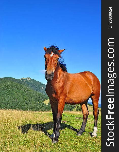 Horse On A Summer Mountain Pasture