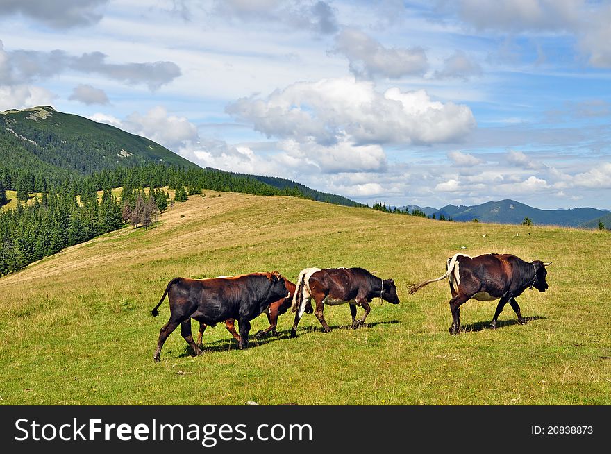 A cows on a summer mountain pasture in a rural landscape.