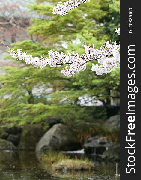 White cherry blossom flowers blooming in spring time