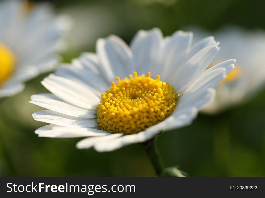Beautiful daisy flowers blooming in spring time