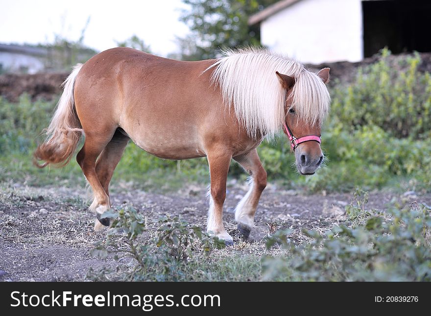 A beautiful and clean pony on the farm. A beautiful and clean pony on the farm