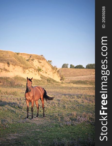 A beautiful and healthy horse in the nature - copy space. A beautiful and healthy horse in the nature - copy space