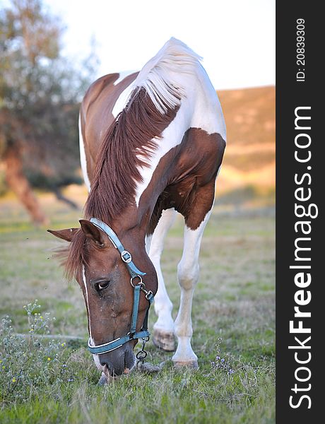 A beautiful and healthy horse in the nature. A beautiful and healthy horse in the nature