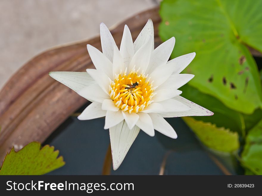 White flower in brown pot. White flower in brown pot