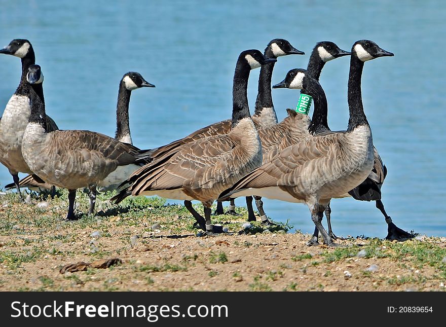 Candian geese with wildlife bands on there legs and neck. Candian geese with wildlife bands on there legs and neck