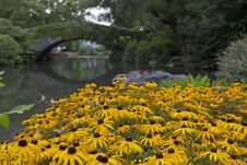 Central Park At Gapstow Bridge Stock Image Central Park At Gapstow Bridge Stock Image