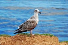 A Juvenile Herring Gull Royalty Free Stock Photos