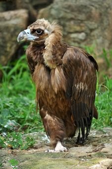 The Cinereous Vulture Stock Photos The Cinereous Vulture Stock Photos