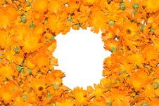 Framework From A Calendula Stock Image Framework From A Calendula Stock Image