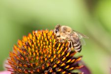 Echinacea Flower Stock Image Echinacea Flower Stock Image