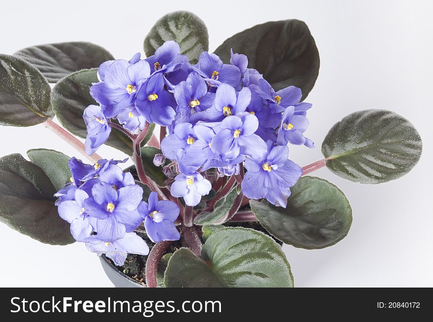 Violet Viola Flowers In A Pot