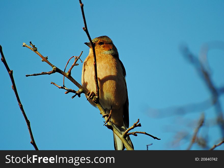 A male chaffinch persches on the top of a tree in the morning sunshine. A male chaffinch persches on the top of a tree in the morning sunshine