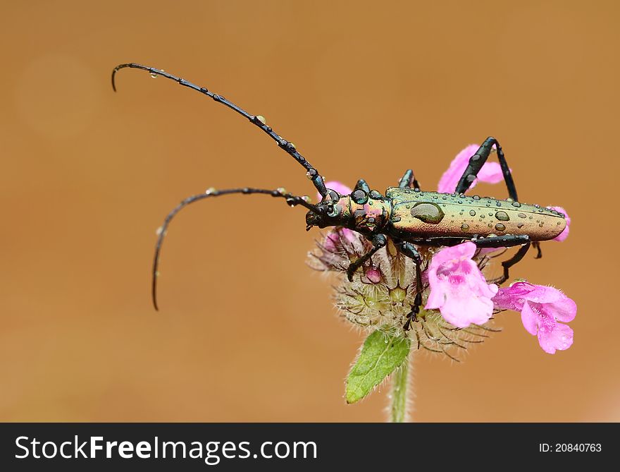 Beautiful longhorn beetle on prime