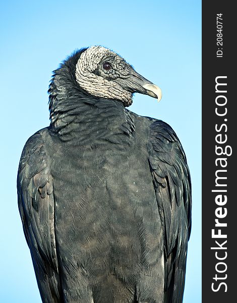 Black Vulture (Coragyps atratus) in Everglades National Park