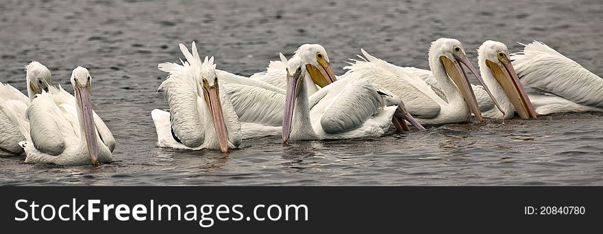 American white Pelican (Pelecanus erythrorhynchos) feeding in Everglades National Park