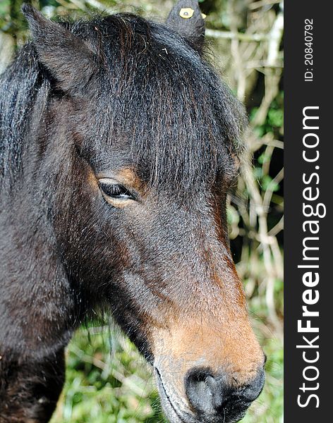 These ponies wander wildly in Dartmoor's National Park. They are now being re-located at various venues. This one was seen in a wood in Dorchester, Dorset, England. These ponies wander wildly in Dartmoor's National Park. They are now being re-located at various venues. This one was seen in a wood in Dorchester, Dorset, England