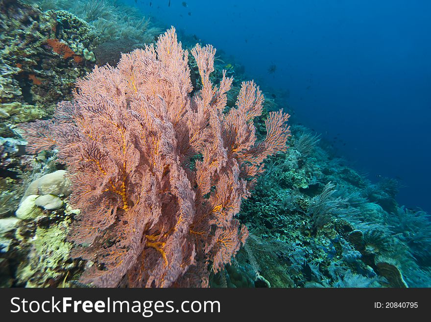 Coral gardens off the coast of Bunaken island with Gorgonian sea fans. Coral gardens off the coast of Bunaken island with Gorgonian sea fans