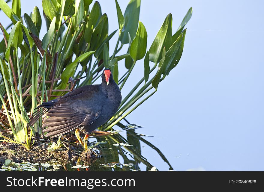 Common Moorhen (Gallinula chloropus)