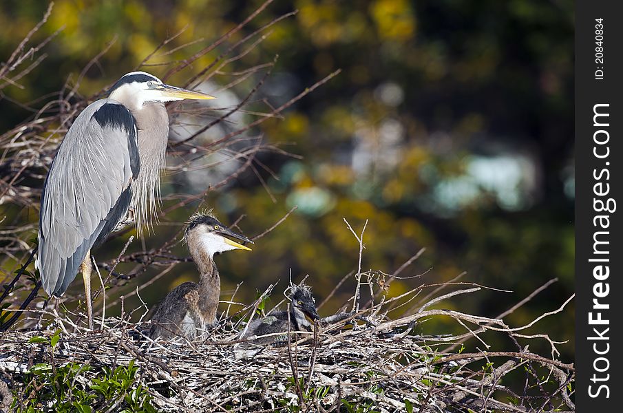 Great Blue Heron (Ardea Herodias)