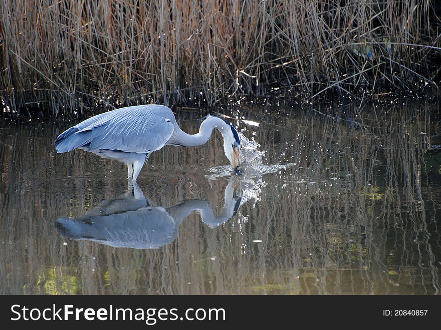 A Grey Heron Feeding