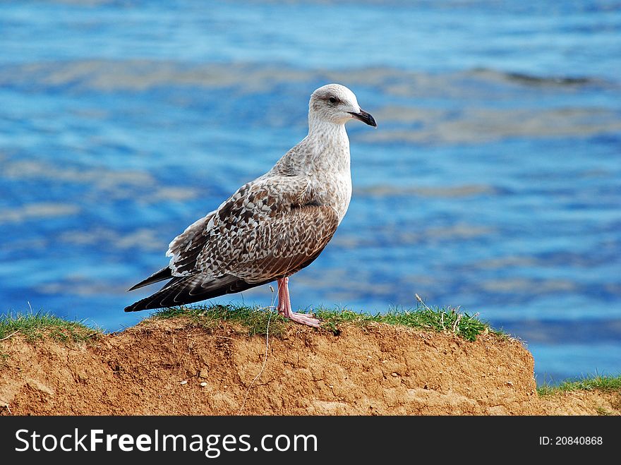 A young Herring Gull perches on a rock near to the coast. A young Herring Gull perches on a rock near to the coast