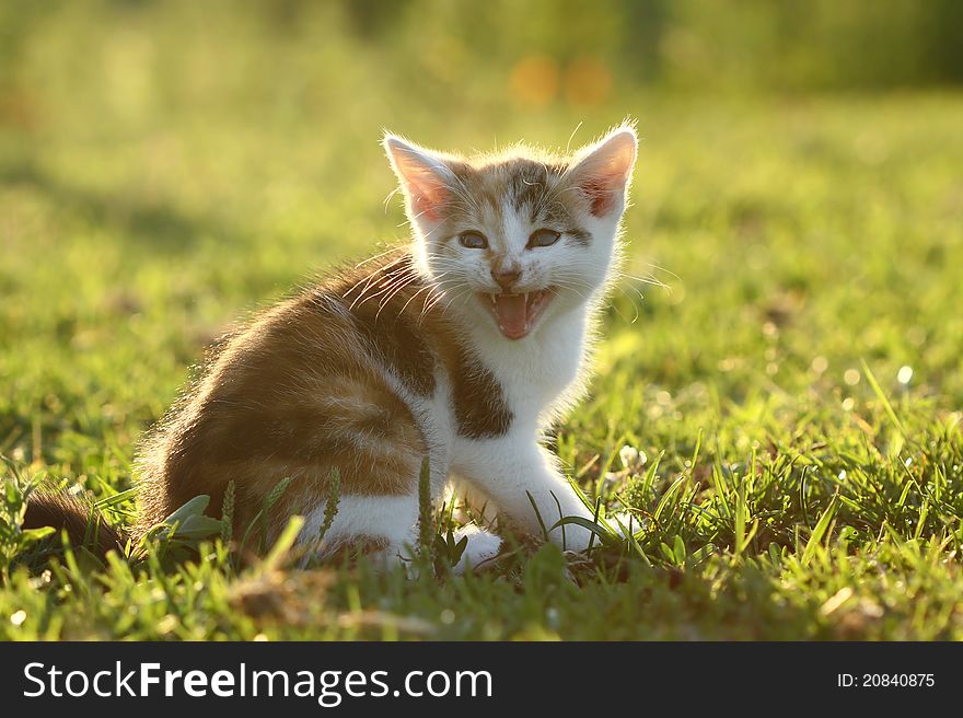 Adorable kitten lost on the meadow. Adorable kitten lost on the meadow