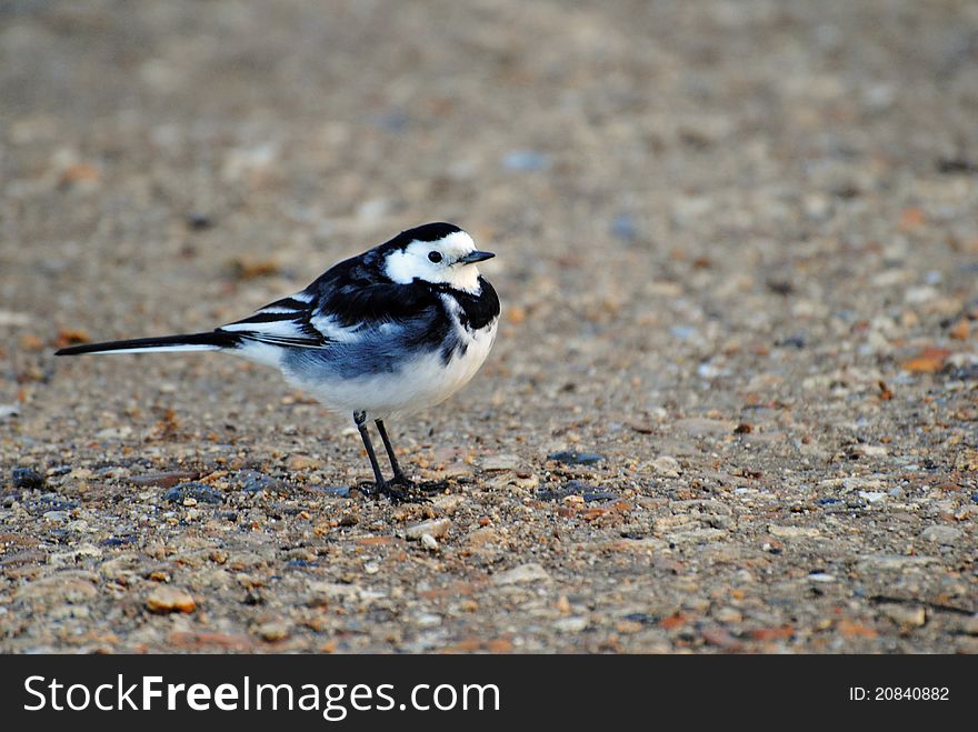 A Pied Wagtail