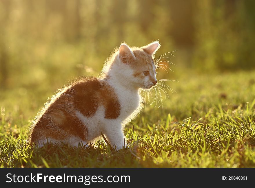 Small adorable kitten on the meadow. Small adorable kitten on the meadow