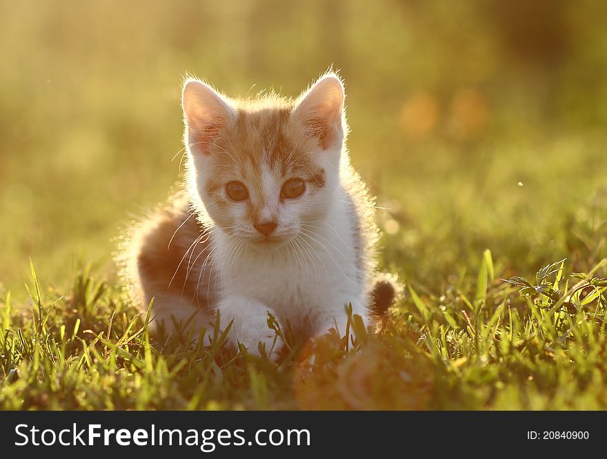 Small adorable kitten lost on the meadow. Small adorable kitten lost on the meadow