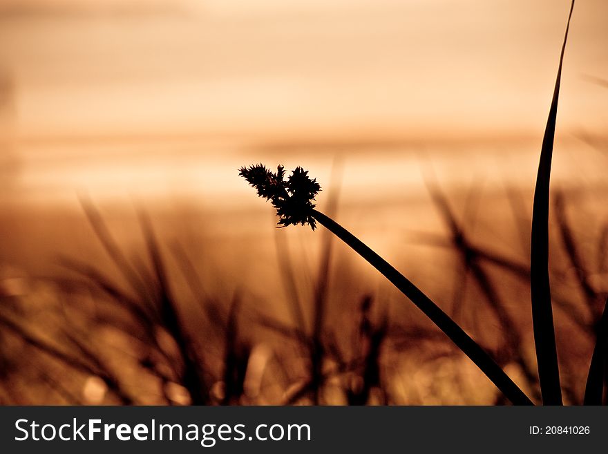 Silhouette Image Of Sea Grass