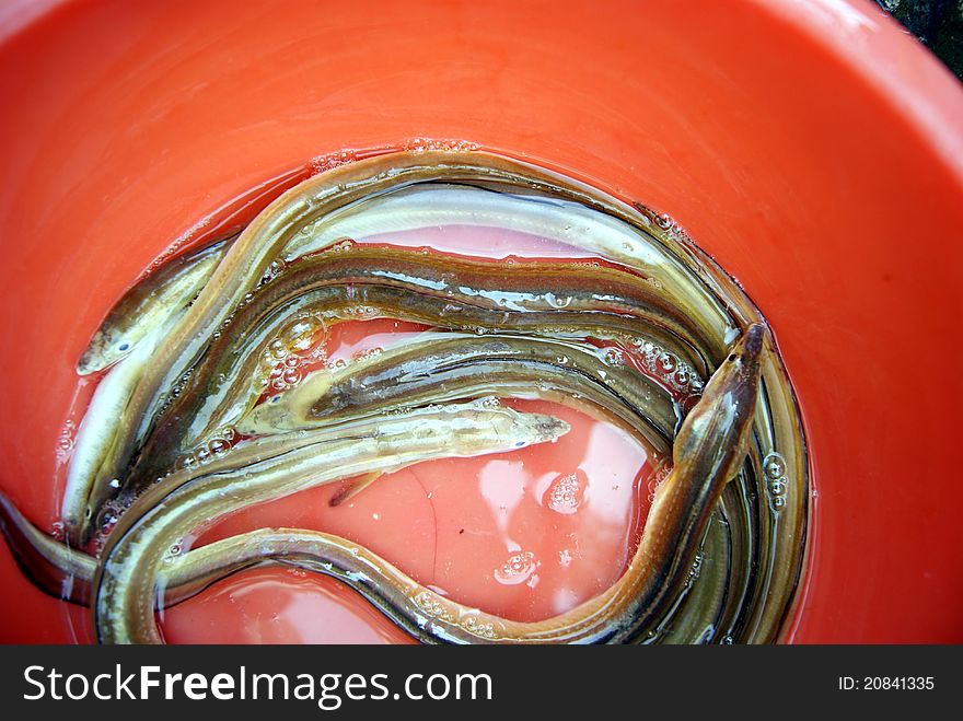 The sea eel, is a delicious seafood. Just from the seas, in the market to sell to.
