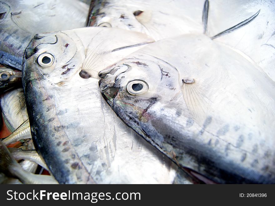 Seafood market of fish, very fresh. This is people like to eat one of the special seafood. A close-up of fish.